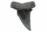 Fossil Broad-Toothed Mako Tooth - South Carolina #214631-1